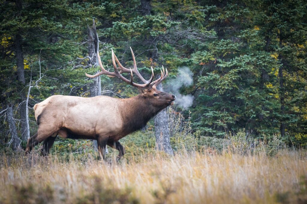 closeup-resting-elk-picturesque-nature-scenery